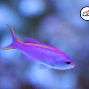 Anthias Reina Púrpura Hembra