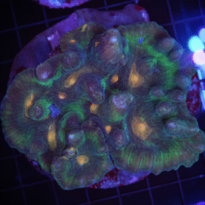 Spiny Cup Ultra Color Pectinia