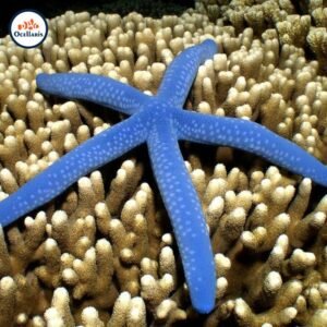 Blue Starfish / Linckia laevigata
