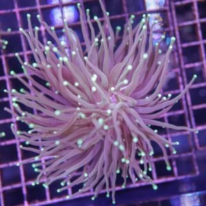 Indo Green Torch Coral (60)