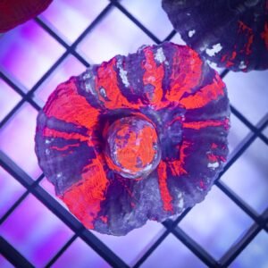 Ultra Warpaint Scoly