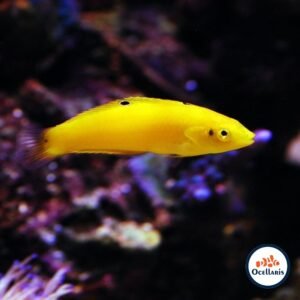 Coris Amarillo / Halichoeres chrysus - M