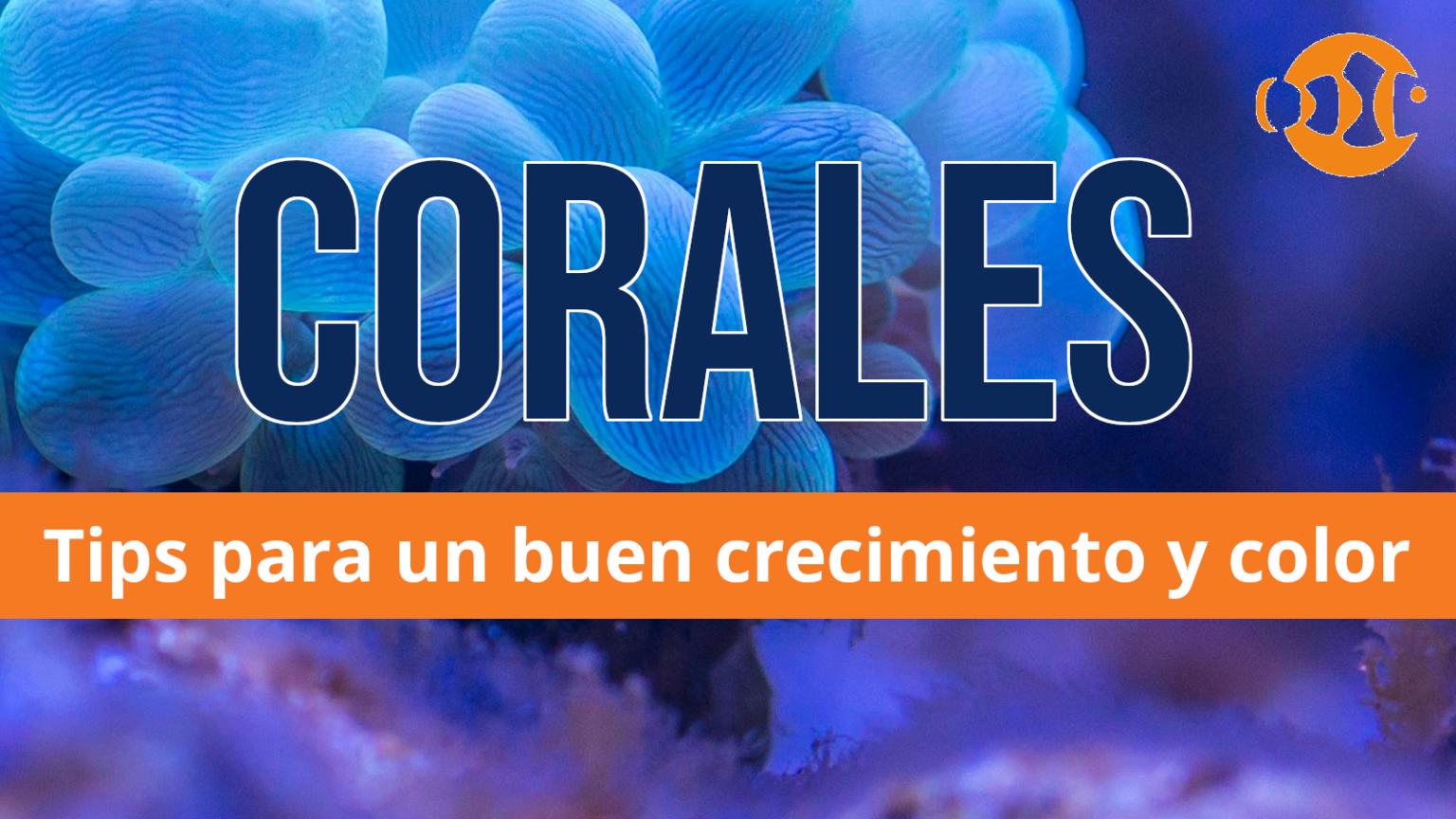 Corales: tips para un buen crecimiento y color – Ocellaris