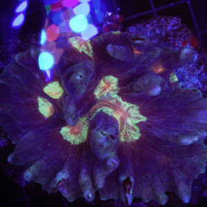 Spiny Cup Ultra Color Pectinia