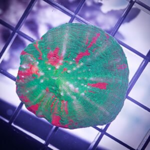 Ultra Bleeding Apple Scoly