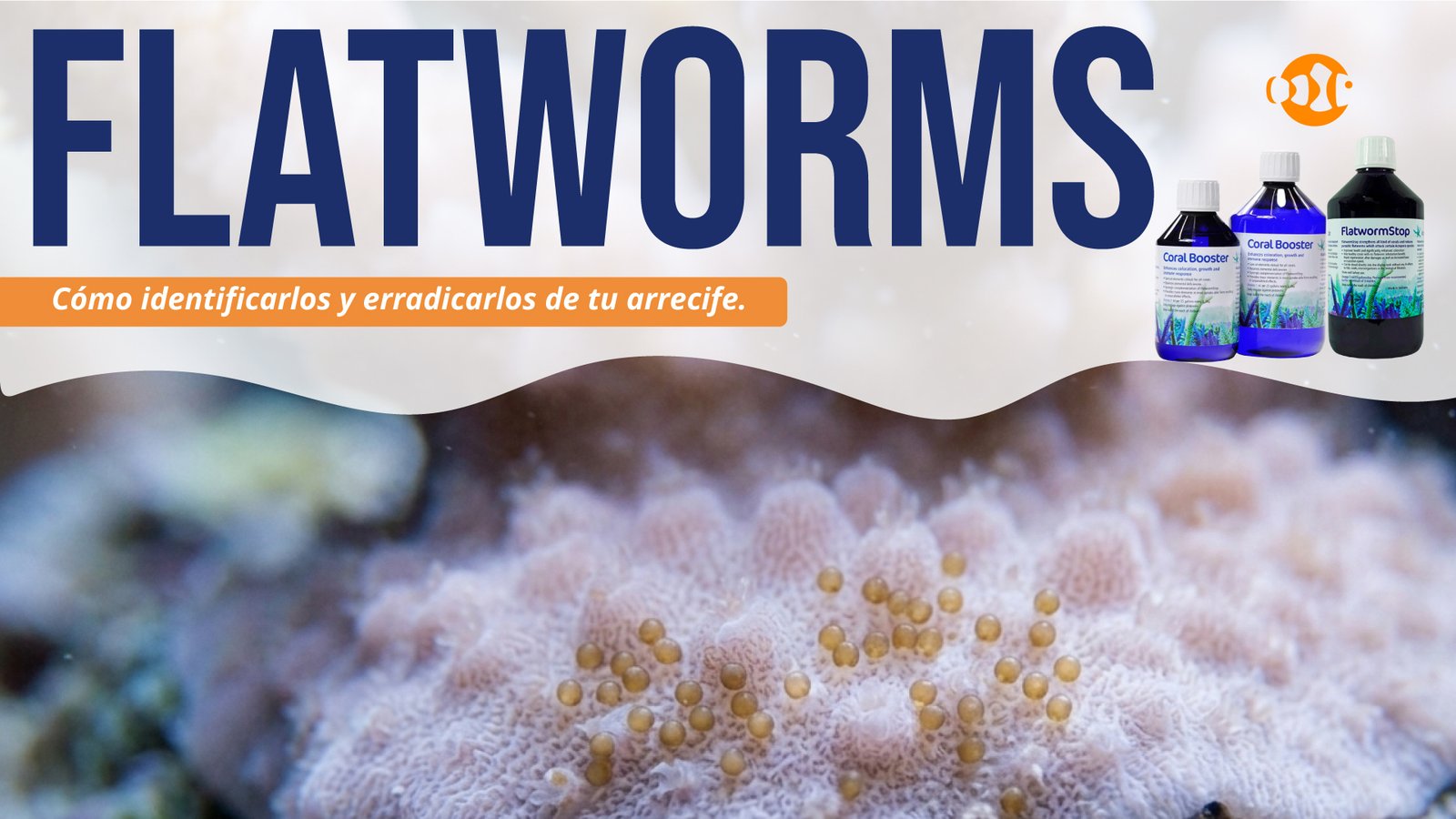 Planarias o flatworms: cómo identificarlos y erradicarlos de tu arrecife.