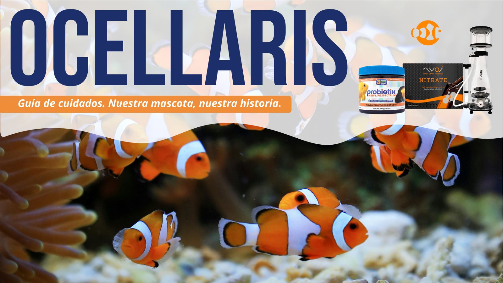 Cuidando al pez payaso ocellaris: nuestra mascota, nuestra historia