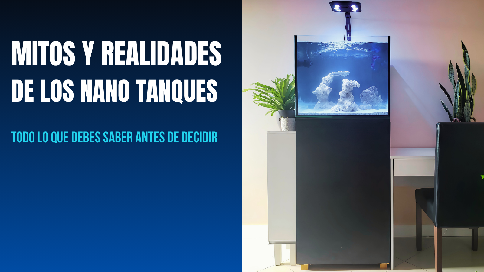 Mitos y realidades de los acuarios nano marinos: ¿son tan difíciles como dicen?